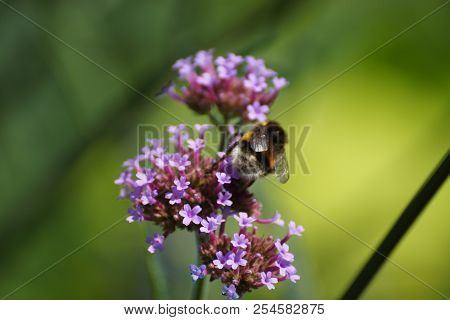 Purple flowers and bumblebee. Front view, outdoor, of day and without character.