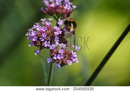 Purple flowers and bumblebee. Front view, outdoor, of day and without character.