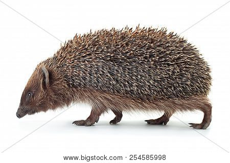 Hedgehog Aniamal Closeup Isolated On White Background