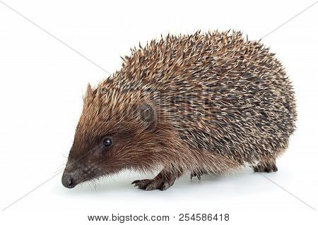 Hedgehog Aniamal Closeup Isolated On White Background