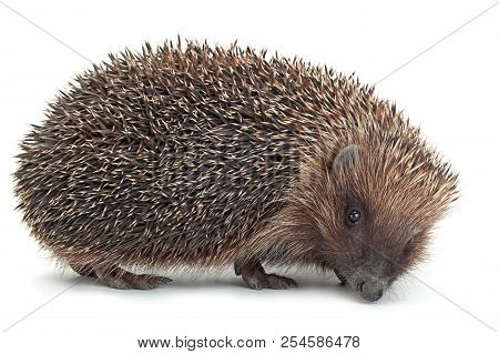 Hedgehog Aniamal Closeup Isolated On White Background