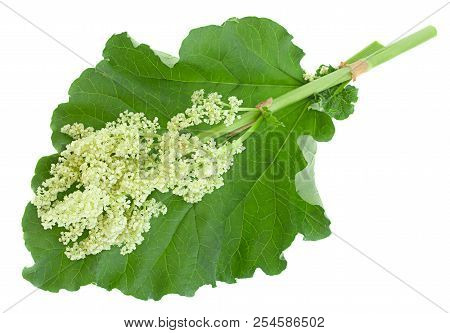 Blossom Pieplant With Big Leaf Isolated On White Background