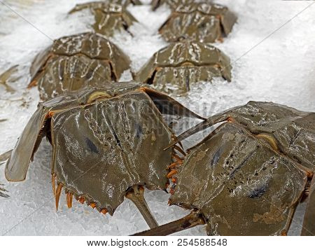 Closeup Shell Of Horseshoe Crab On Ice