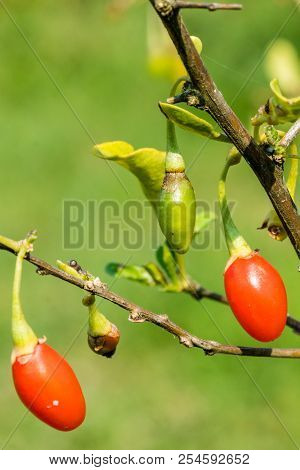 Goji Berry, Or Wolfberry. Ripe Berries On The Twig. Anti Aging Fruit. Lycium Chinense.