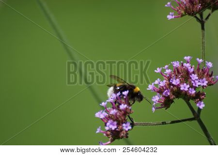 Purple flowers and bumblebee. Front view, outdoor, of day and without character.