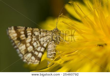 Chiasmia Clathrata