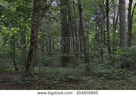 Old Deciduous Forest In Summer With Old Trees,bialowieza Forest,poland,europe