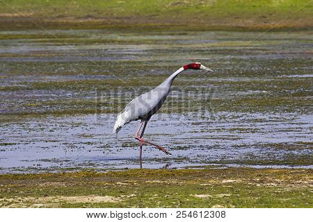 Sarus Crane, Grus Antigone. Bera, Rajasthan, India