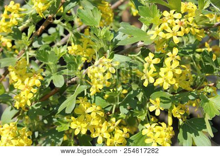 Josta In Bloom. Yellow Flower On Sky Blue Background