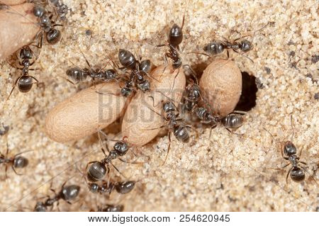 Ants And Formic Eggs In Nature. Macro