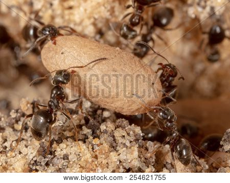 Ants And Formic Eggs In Nature. Macro