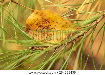 Leaf On Needles And Needles In Autumn .