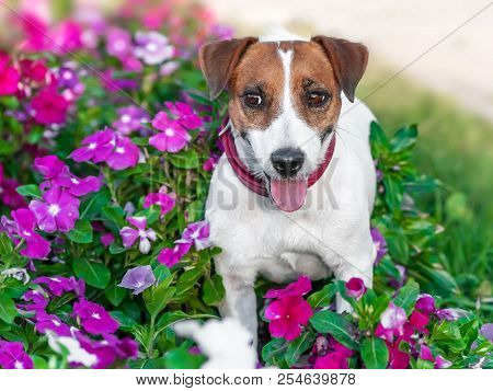 Close-up Portrait Of Adorable Happy Smiling Small White And Brown Dog Jack Russel Terrier Standing I