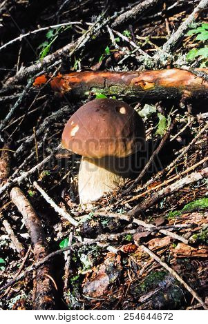 Close-up Of A Boletus Edulis Illuminated From The Sunrays