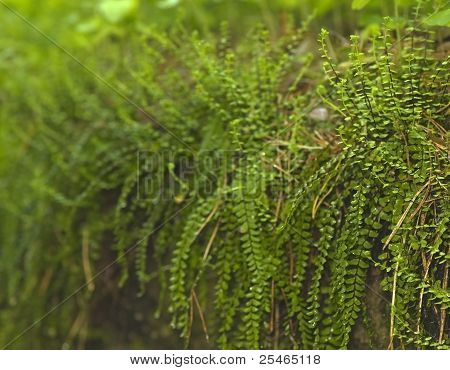 Asplenium