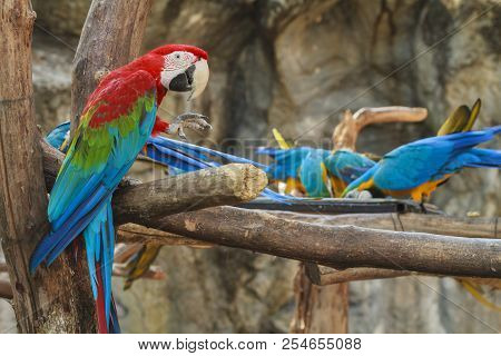 Macore Bird Hold On Branch In Animal Park.