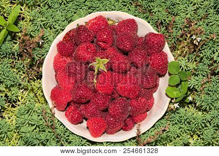 Organic Raspberries In A Bowl . Raspberry Fruit