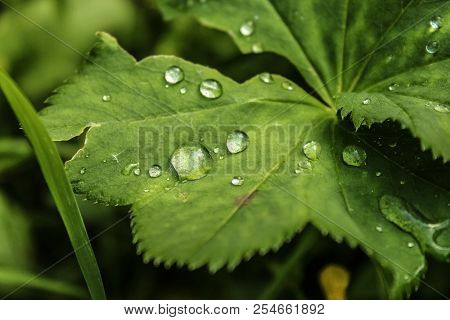 A Drop Of Dew On The Leaves Of The Grass In The Woods.