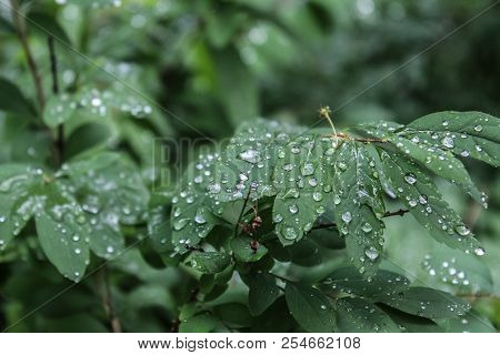 Drops Of Water After The Rain On The Leaves In The Woods.