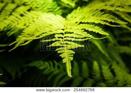 Fern In The Rays Of The Evening Sun In The Forest. Wildlife And Vegetation In The Forest.
