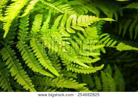 Fern In The Rays Of The Evening Sun In The Forest. Wildlife And Vegetation In The Forest.