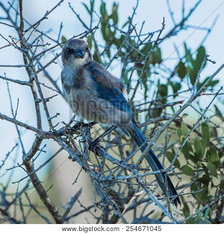 A Close Up Of A Threatened Florida Scrub Jay Looking At The Camera