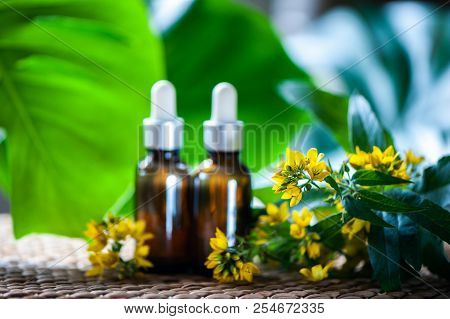 Bottles With St. John's Wort Extract And Flowers Hypericum, Organic Cosmetics With Herbal Extracts