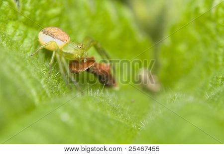 Diaea Dorsata