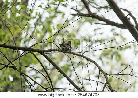 Emberiza Is A Genus Of Passerine Birds Of The Bunting Family Emberizidae. The Type Species Was Subse