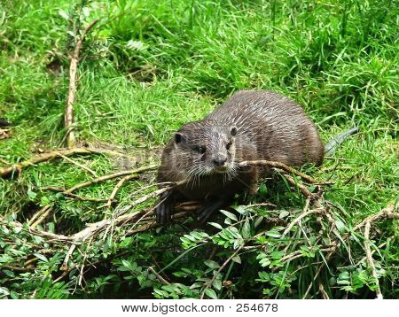 Otter - 3