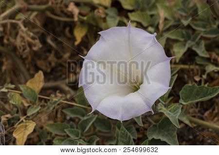 Lovely White Lavender Tipped Datura Bloom Sorrouned By Green Foilage