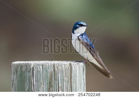 Spunky Little Tree Swallow Perched Atop A Weathered Wooden Post