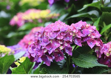 Hydrangea Flowers,close-up Of Beautiful Purple With Yellow Flowers Blooming In The Garden In Summer,