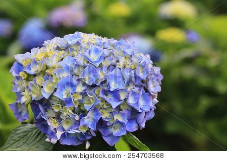 Hydrangea Flowers,close-up Of Beautiful Blue With Yellow Flowers Blooming In The Garden In Summer,la