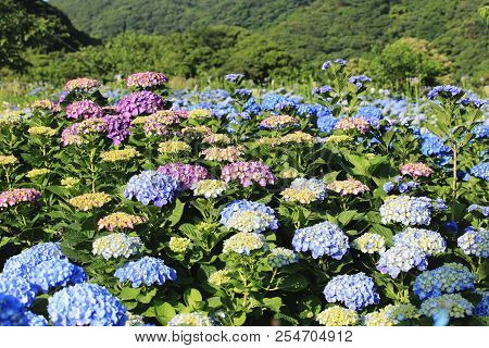 Hydrangea Flowers Field,beautiful View Of Yellow,blue And Purple Flowers Blooming In The Garden In S