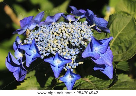 Hydrangea Flower Close-up,beautiful Blue With Yellow Flower Blooming In The Garden In Summer,big Hyd