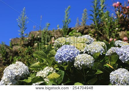 Hydrangea Flowers With Blue Sky,beautiful Blue With Yellow Flower Blooming In The Garden In Summer,l
