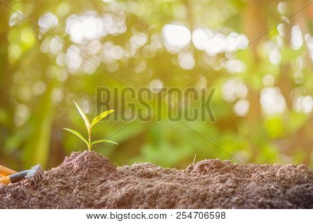 Small Plant Growing In The Garden. Fresh Start Of The Day. Save Environment And New Transformation L
