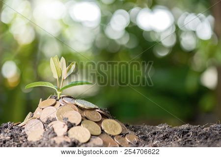 Small Plant Growing In The Garden. Fresh Start Of The Day. Save Environment And New Transformation L