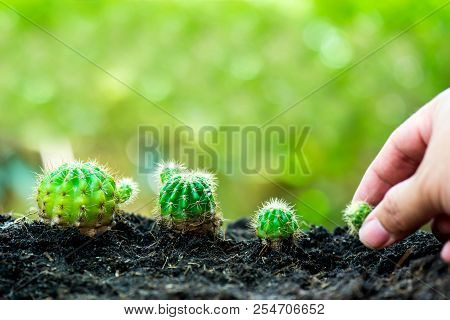 Small Plant Growing In The Garden. Fresh Start Of The Day. Save Environment And New Transformation L