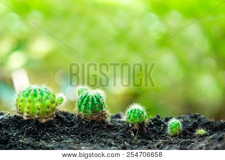 Small Plant Growing In The Garden. Fresh Start Of The Day. Save Environment And New Transformation L