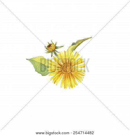 Watercolor Drawing Floral Compostion, Flower And Leaves Of Elfdock, Elecampane, Painted Botanical Il