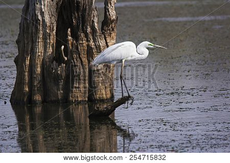 Intermediate Egret, Egretta Intermedia, Ranthambhore Tiger Reserve, Rajasthan, India