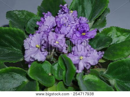 Flower Pot Of Blossoming Purple African Violets .saintpaulia