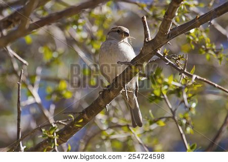 Russet Sparrow, Passer Rutilans, Sattal, Uttarakhand, India