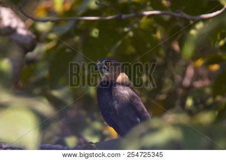 Shikra, Accipiter Badius, Bandhavgarh Tiger Reserve, Madhya Pradesh, India