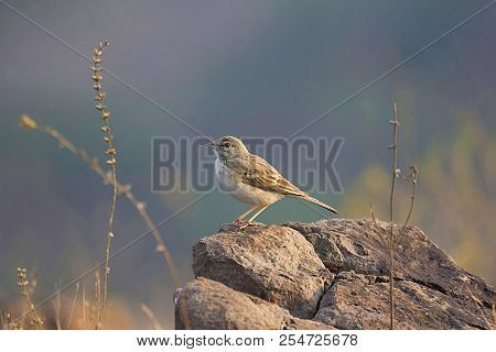 Tawny Pipit, Anthus Campestris, Saswad, Maharashtra, India