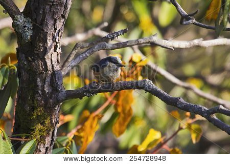 White-tailed Nuthatch, Sitta Himalayensis, Sattal, Uttarakhand, India