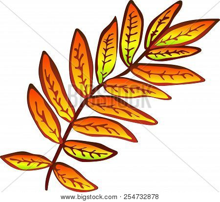 Vector Autumn Yellow Sorbus Leaves. Isolated Illustration Element.