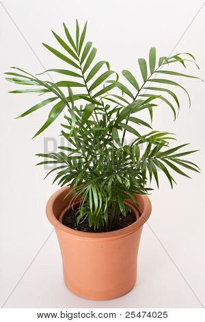 ร้านปาล์มหรือปาล์มเบลล์ Neanthe (Chamaedorea elegans)